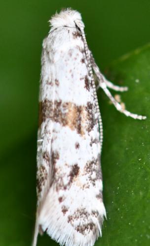 Scythropia crataegella